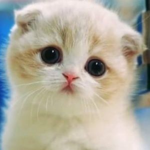 Meet your Posher, Cat